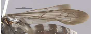 Media type: image;   Entomology 10017 Aspect: Wing, front